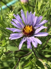 Symphyotrichum novi-belgii novi-belgii