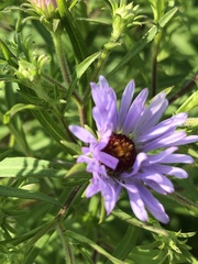 Symphyotrichum novi-belgii novi-belgii