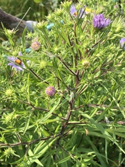Symphyotrichum novi-belgii novi-belgii