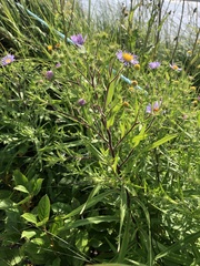 Symphyotrichum novi-belgii novi-belgii