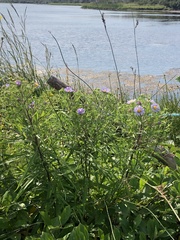 Symphyotrichum novi-belgii novi-belgii
