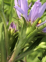 Symphyotrichum novi-belgii novi-belgii
