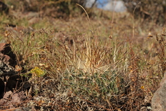 Echinofossulocactus ochoterenaus