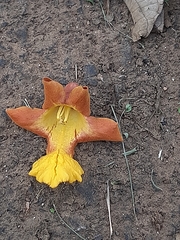 Gmelina