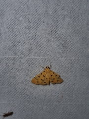 Dichocrocis
