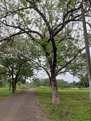 Gmelina