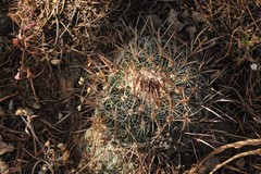 Echinofossulocactus ochoterenaus