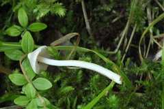 Cruciata glabra krylovii