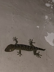 Gekko gecko