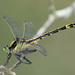 Dromogomphus spinosus - Photo (c) Diana-Terry Hibbitts,  זכויות יוצרים חלקיות (CC BY-NC), uploaded by Diana-Terry Hibbitts