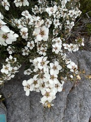 Leptospermum turbinatum