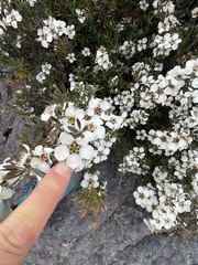 Leptospermum turbinatum