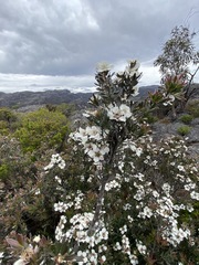 Leptospermum turbinatum
