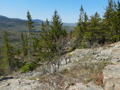 Amelanchier bartramiana