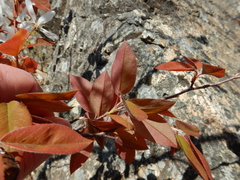 Amelanchier bartramiana