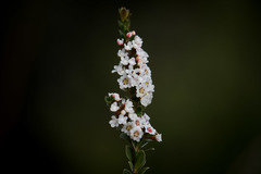 Thryptomene calycina