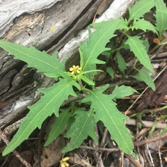 Sigesbeckia australiensis