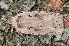 Agonopterix ocellana