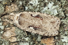 Agonopterix ocellana