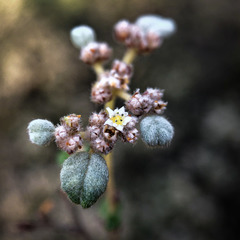 Spyridium parvifolium