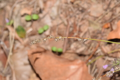Carex divulsa divulsa