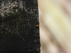 Solenosthedium chinense