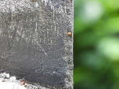 Solenosthedium chinense