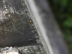 Solenosthedium chinense