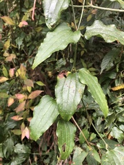 Smilax sieboldii
