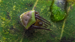 Araneus viridiventris