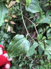 Smilax sieboldii