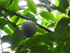 Annona montana