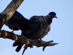 Columba albitorques