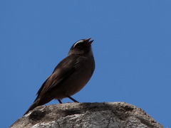 Crithagra tristriata