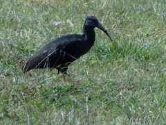 Bostrychia carunculata