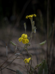 Goodenia robusta