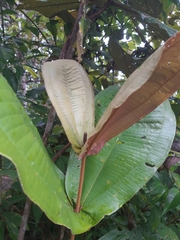 Miconia impetiolaris