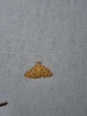 Dichocrocis