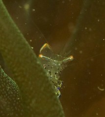 Ancylomenes holthuisi