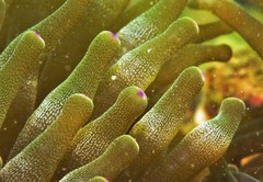 Ancylomenes holthuisi