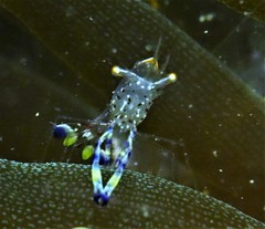 Ancylomenes holthuisi