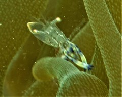 Ancylomenes holthuisi