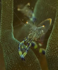 Ancylomenes holthuisi