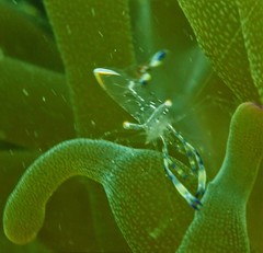 Ancylomenes holthuisi