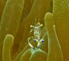 Ancylomenes holthuisi