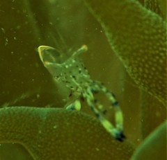 Ancylomenes holthuisi