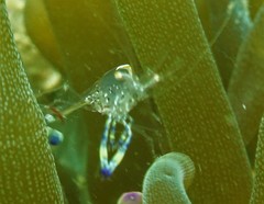 Ancylomenes holthuisi