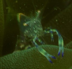 Ancylomenes holthuisi