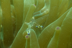 Ancylomenes holthuisi