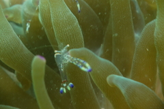 Ancylomenes holthuisi